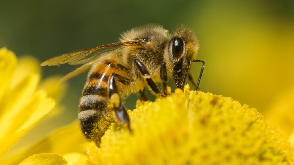 Honey bee
