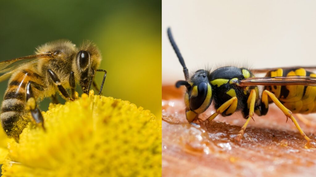 Honey bee vs yellow jacket