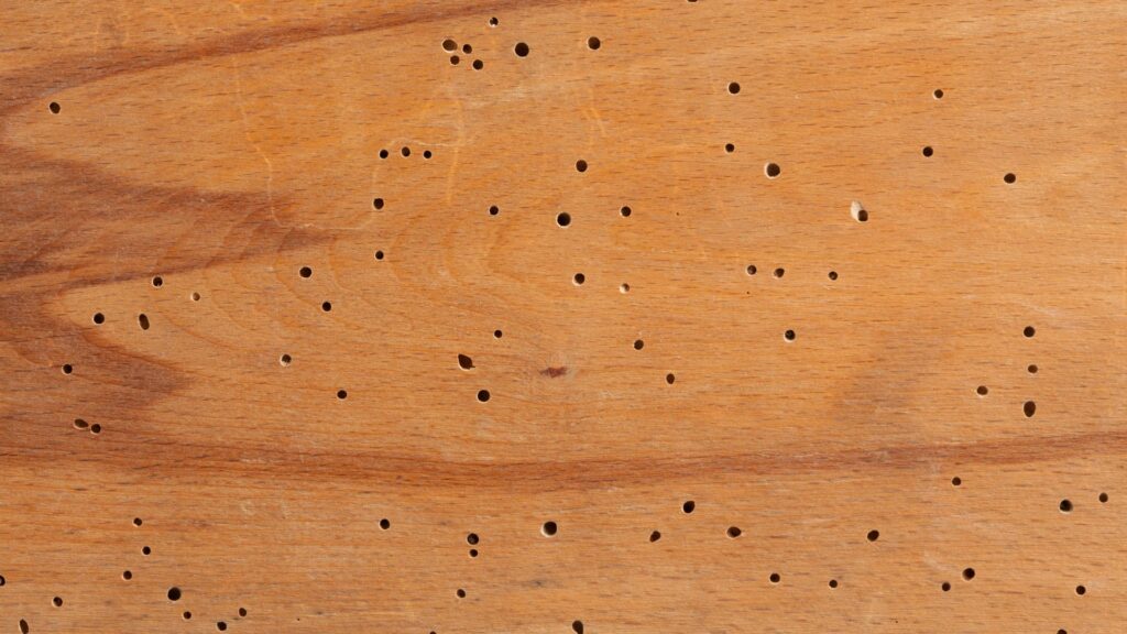 Termite pinholes