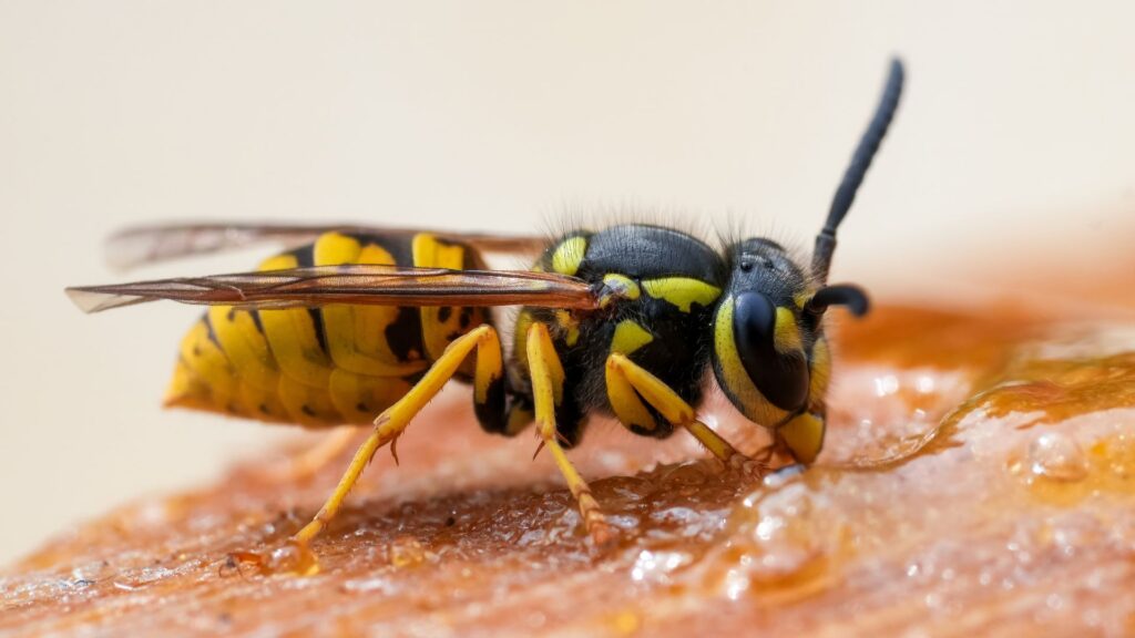 Yellow jacket