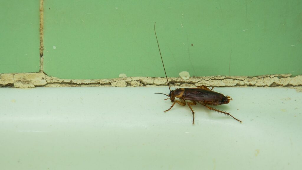 Cockroach DIY control methods