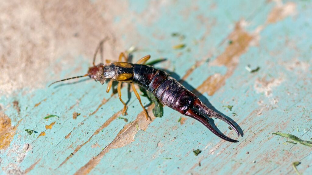 Earwig pest control by Action Pest Services