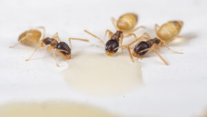 Ghost ants in South Carolina