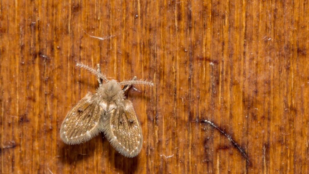 Drain fly in South Carolinian apartment