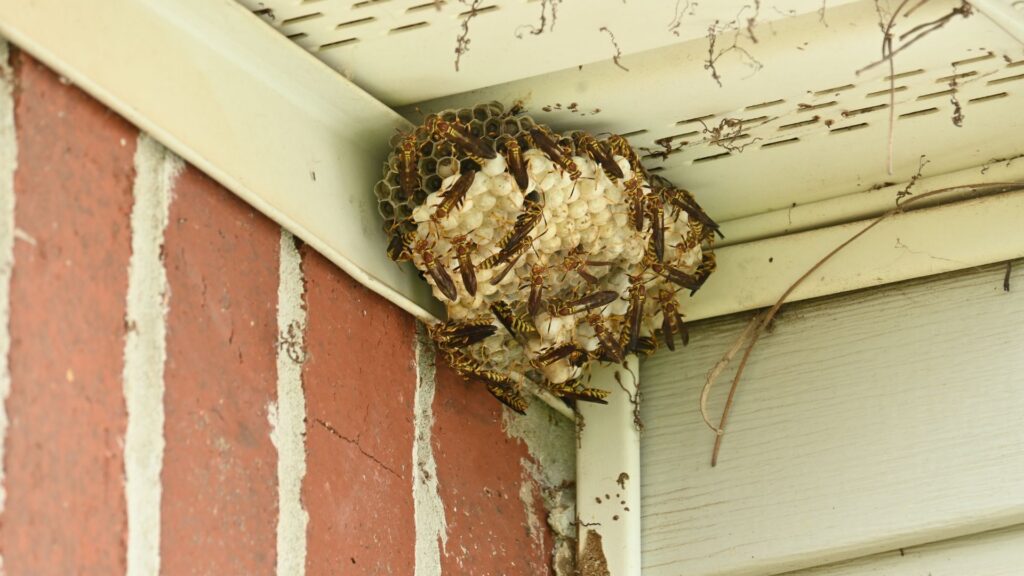Paper wasp nest under South Carolinian house eave.