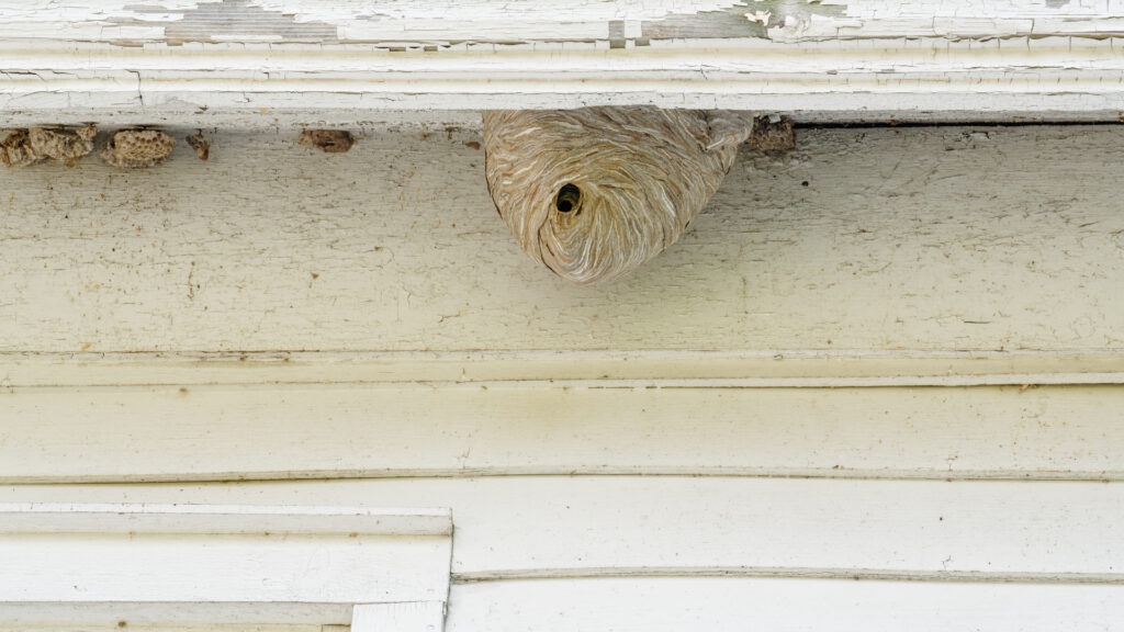 Paper wasp nest under eave