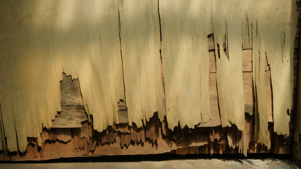 Termite signs