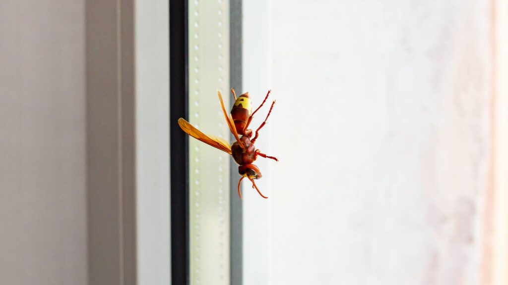 Wasp in South Carolina home