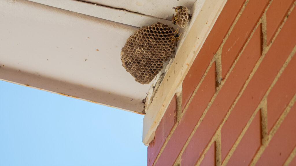 Wasp nest on South Carolina homes