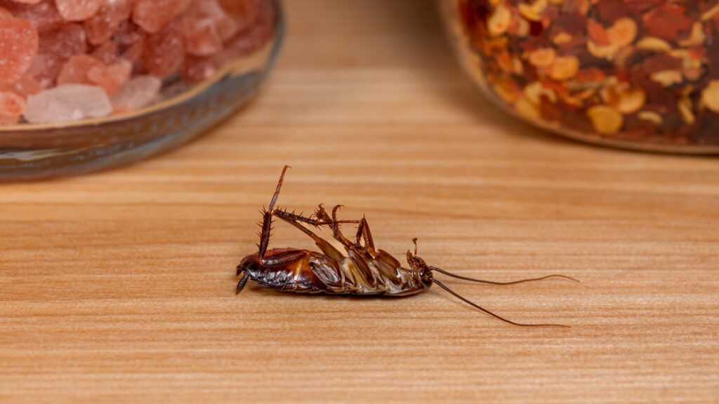 Dead cockroach in South Carolina