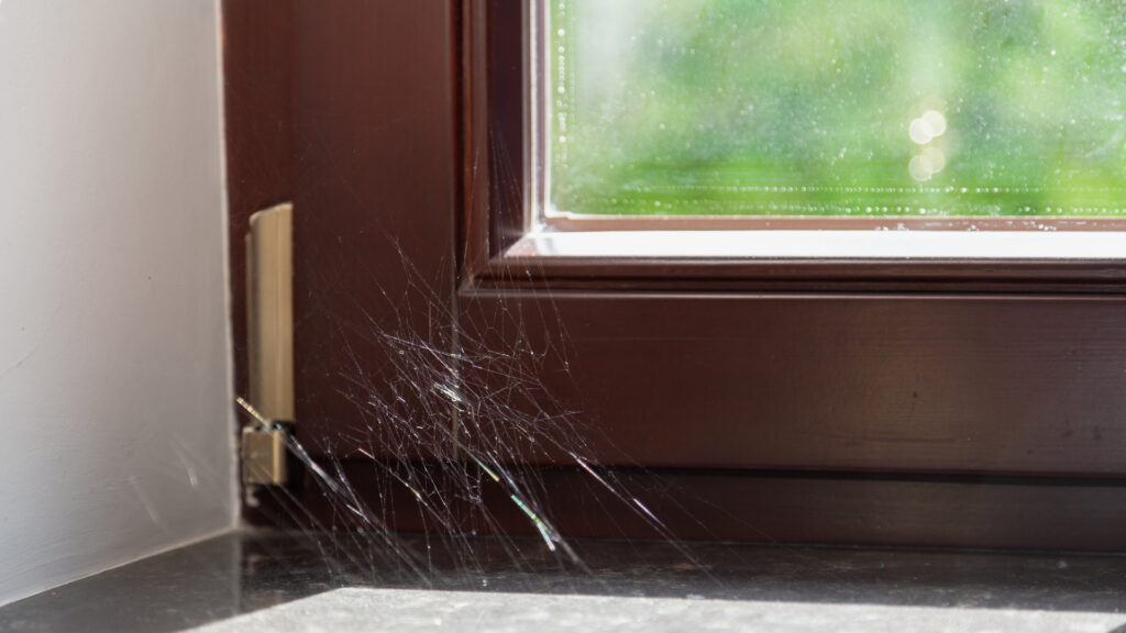 Southern house spider web