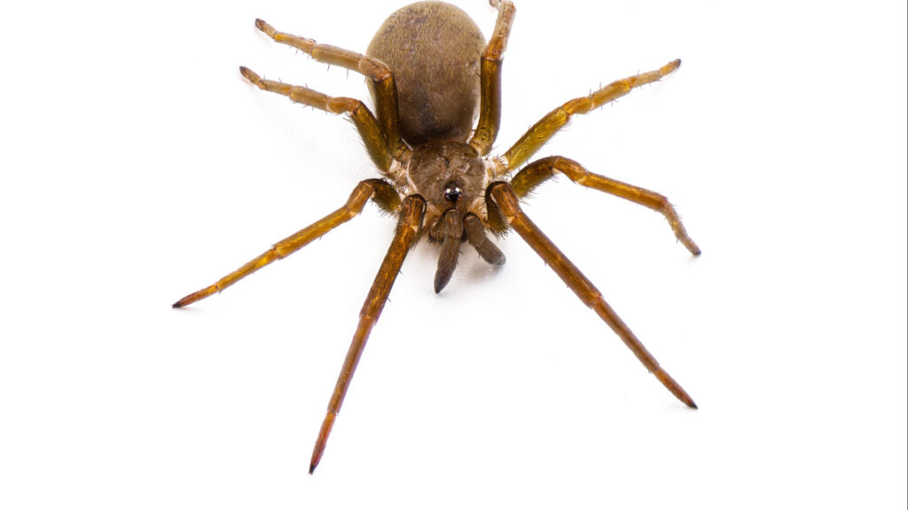 Southern house spider in South Carolina