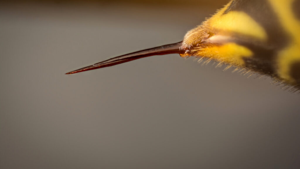 Yellow jacket stinger