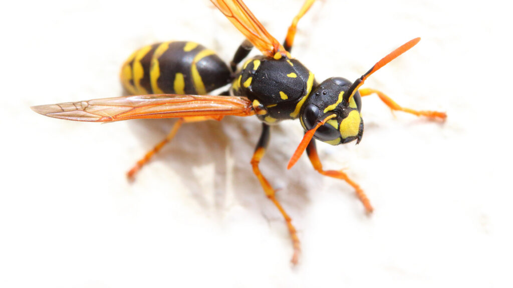 Yellow jacket in South Carolina