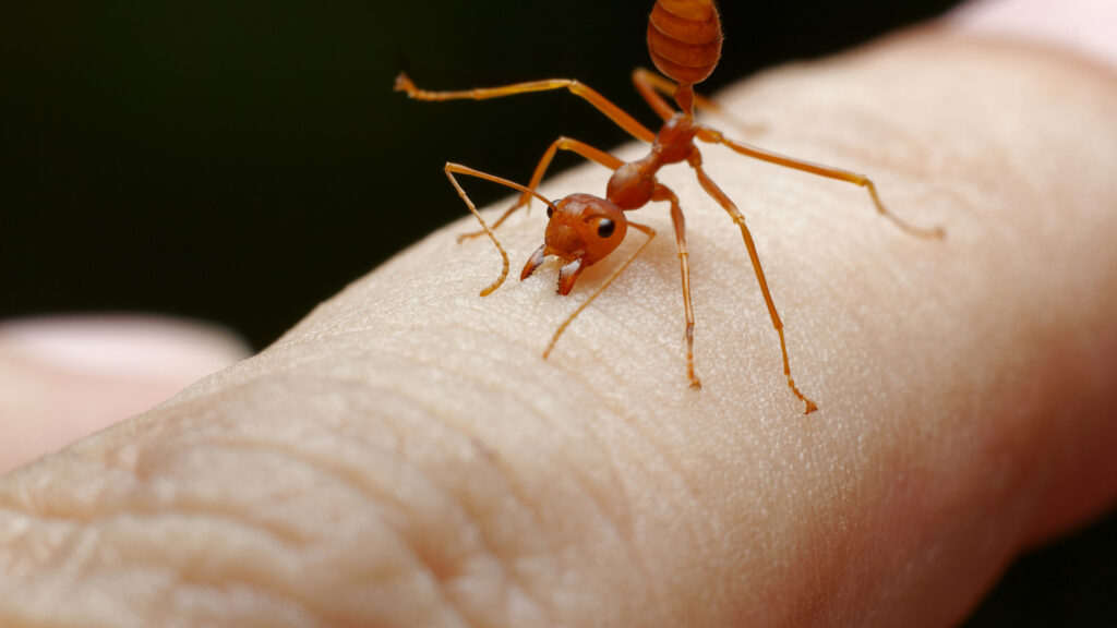 Fire ant bites