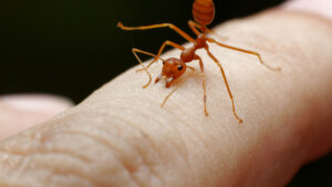 Fire ant bites