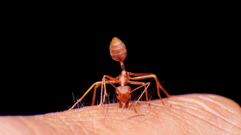 Fire ant bite