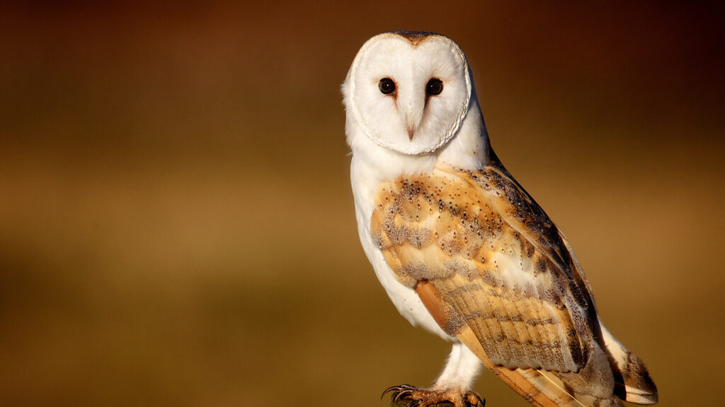 Barn owls eat mice