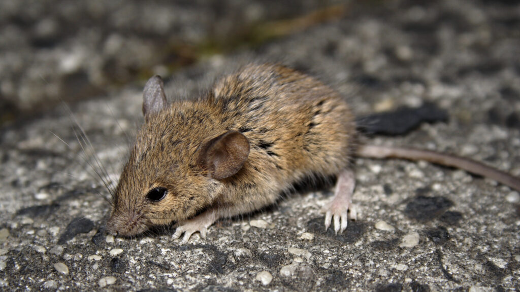 Mouse outside