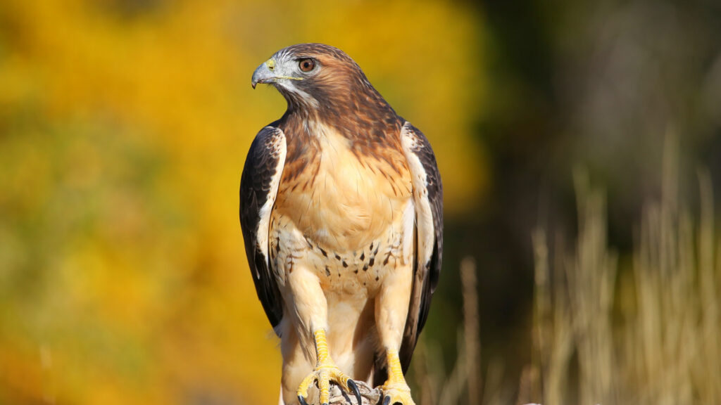 Red tailed hawks eat mice