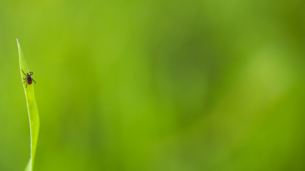 Tick
