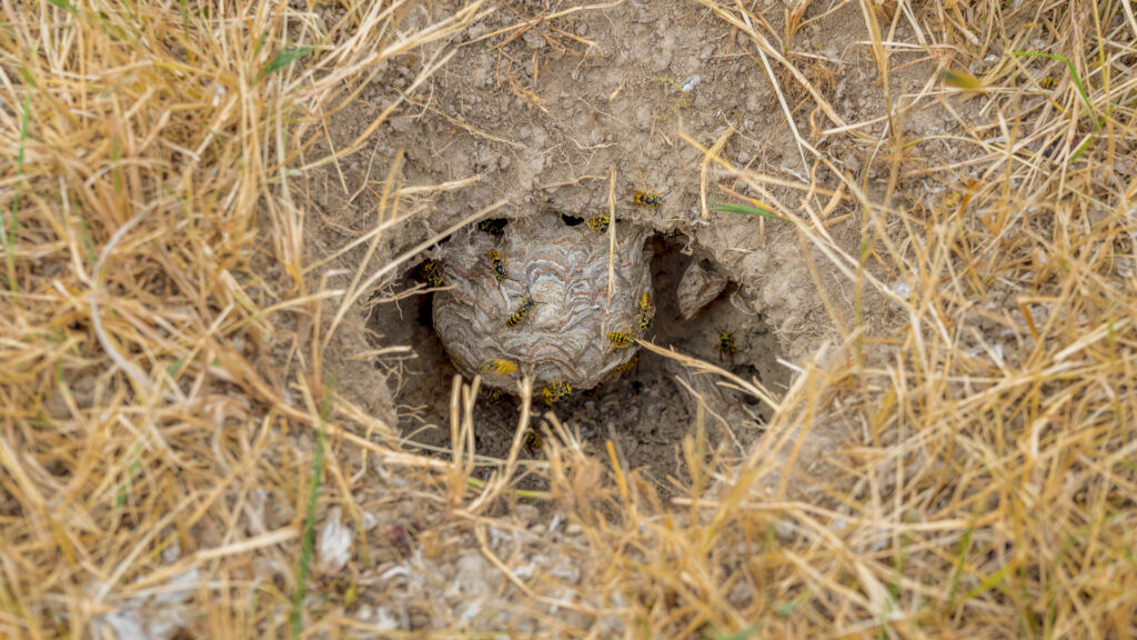 Yellow jacket ground nest